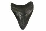Fossil Megalodon Tooth - South Carolina #130849-1